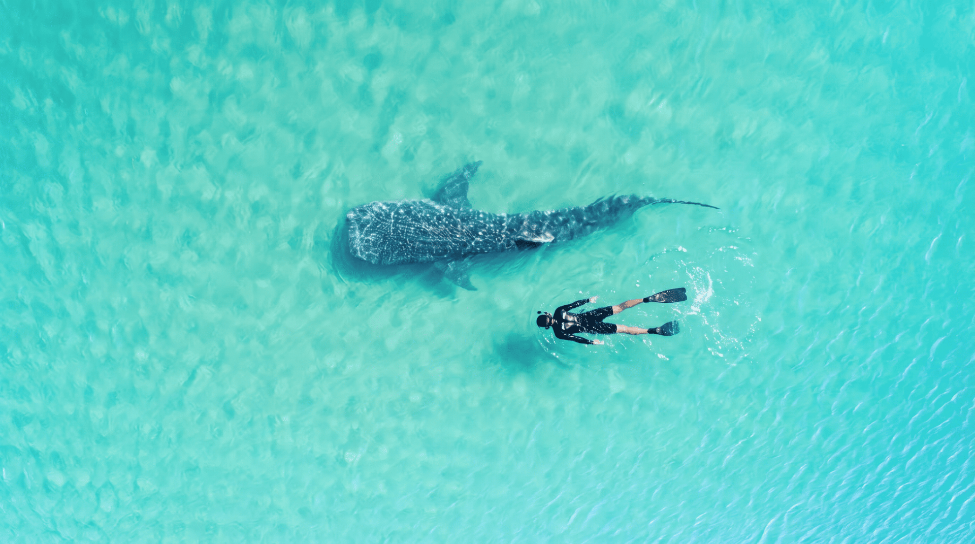 Buceo en el Mar de Cortés